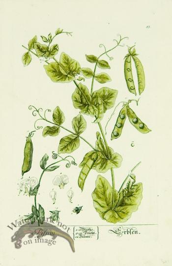 Blackwell German 233